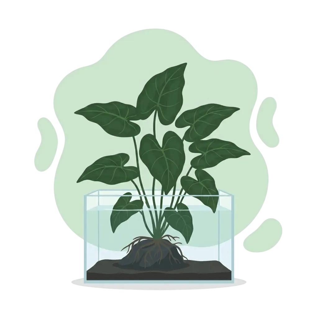 Anubias barteri