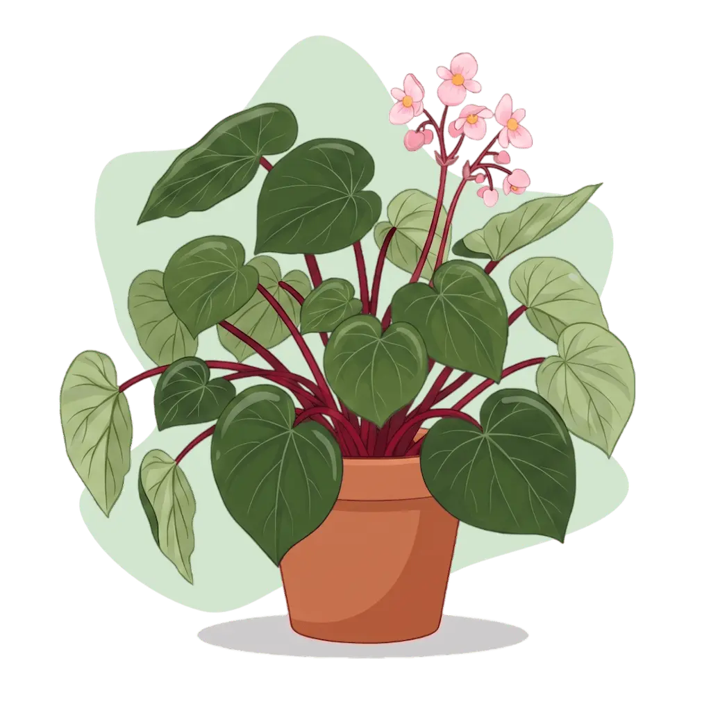 Begonia gueritziana