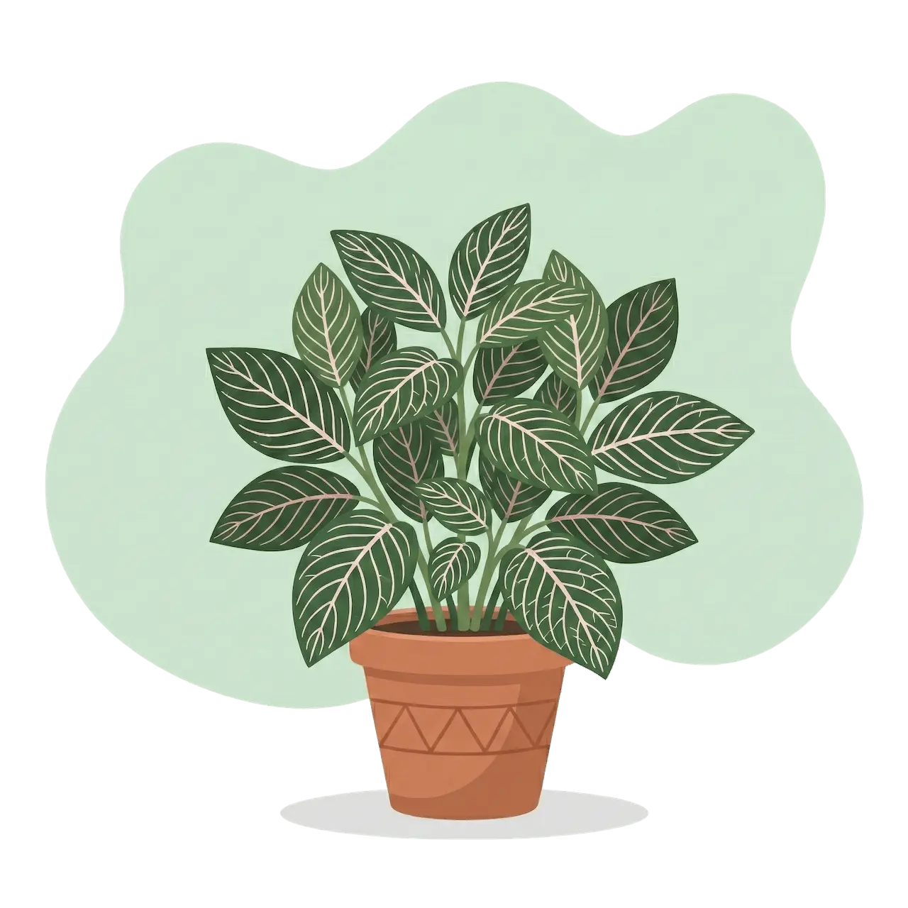 Fittonia albivenis