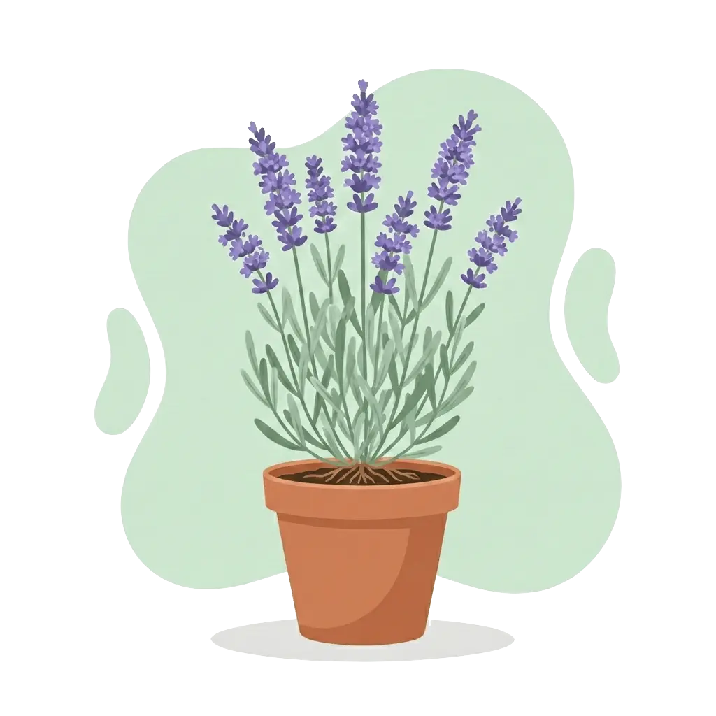 Lavandula angustifolia
