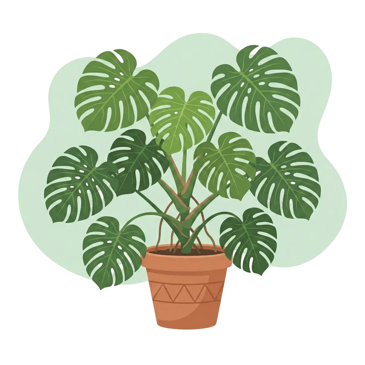 Monstera deliciosa